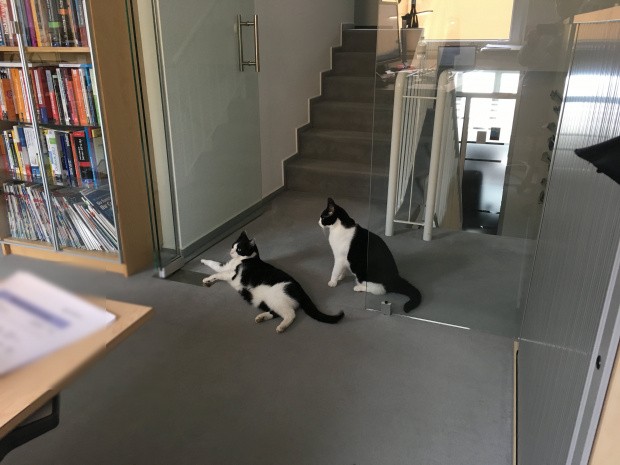Bürokatzen bei parson