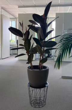 Empolis Partner Award 2023: Foto Gummibaum in parson-Büro